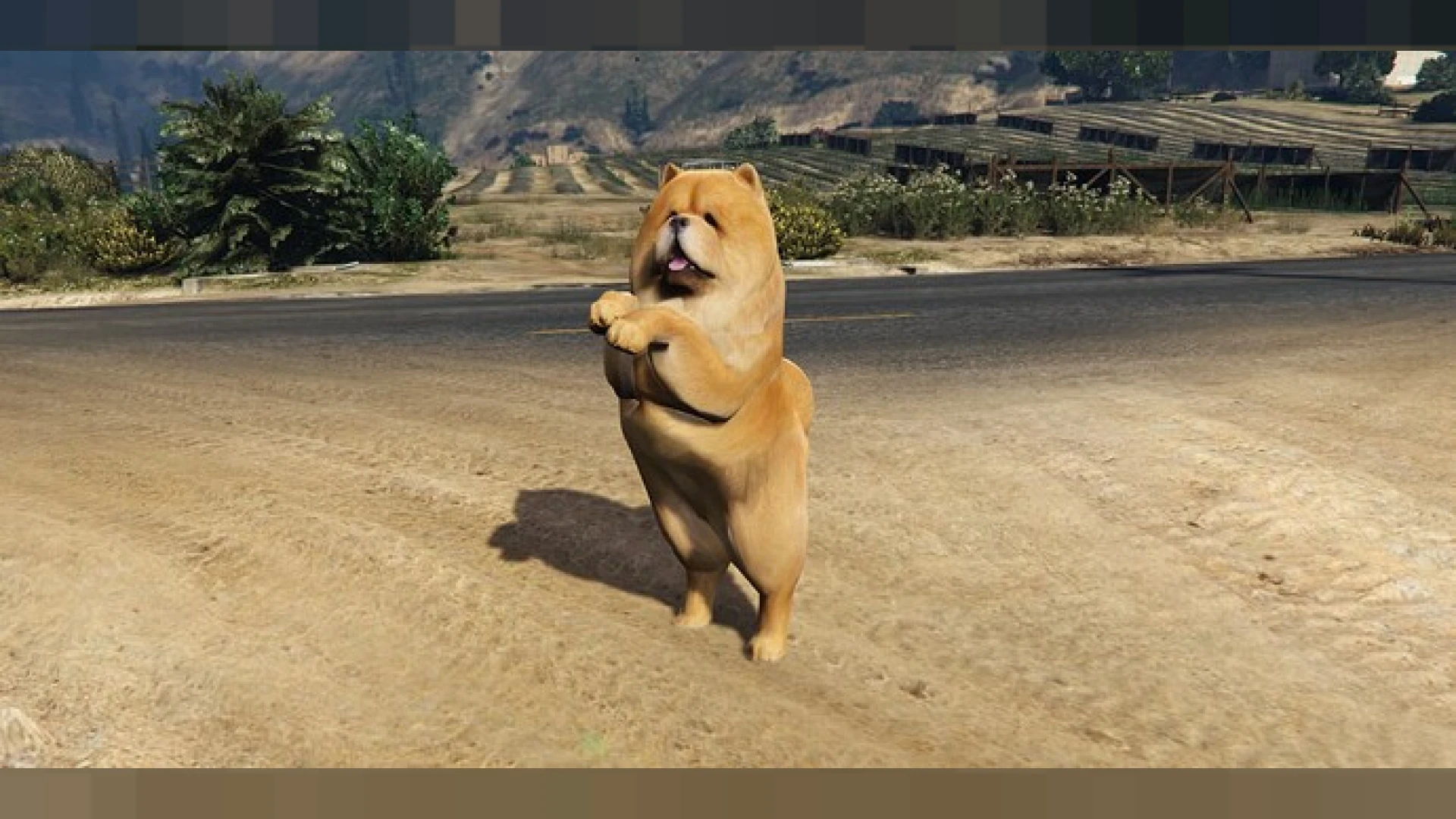 Chow chow dog ped fluffy animal model standing for FiveM roleplay