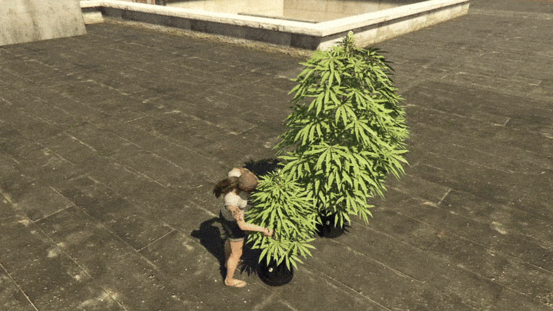 Character performing a cutting weed animation while trimming plants in FiveM