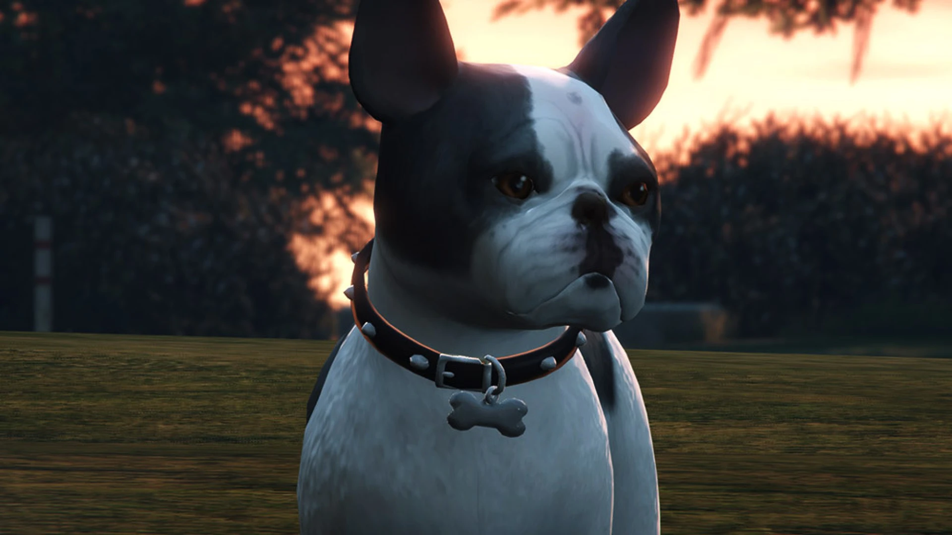 French bulldog ped standing on a sidewalk as a companion dog