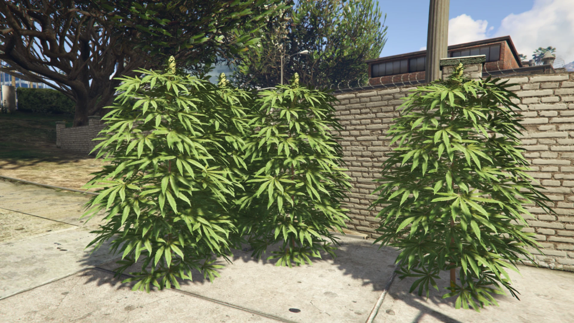 Weed planting growth stage shown with a plant menu in FiveM — view 2