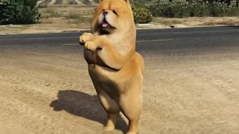 Chow Add On dog ped preview - FiveM ped
