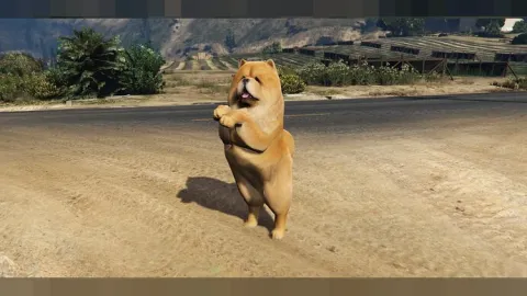 Chow chow dog ped fluffy animal model standing for FiveM roleplay