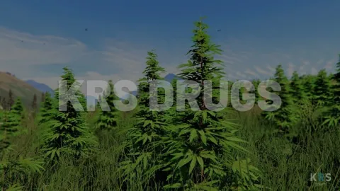 Drug selling system street deal in a FiveM server