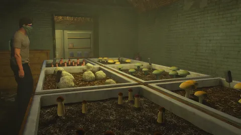 Shrooms Cultivation preview 2