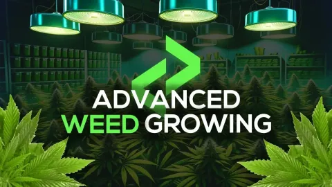 Lation Advanced Weed Growing - drugs script for FiveM GTA 5 roleplay