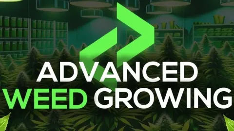 Lation Advanced Weed Growing in-game UI - FiveM drugs script