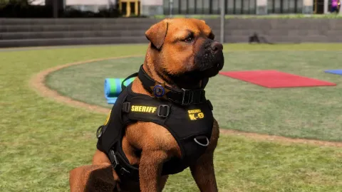 Fivem Peds Custom Faces K9 Animals preview 2
